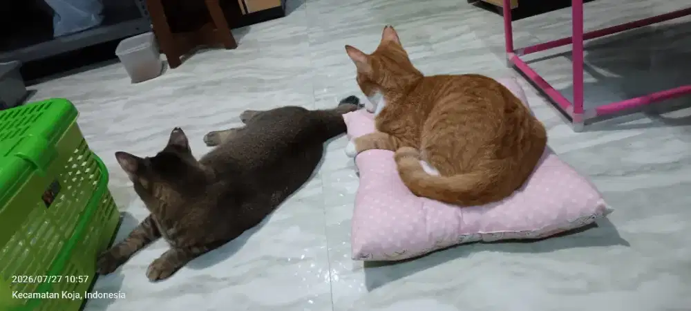 Jasa CatSitter PerJam