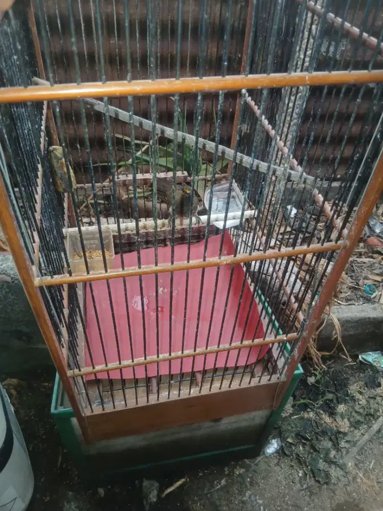 Burung cicak wilis/ Rengganis