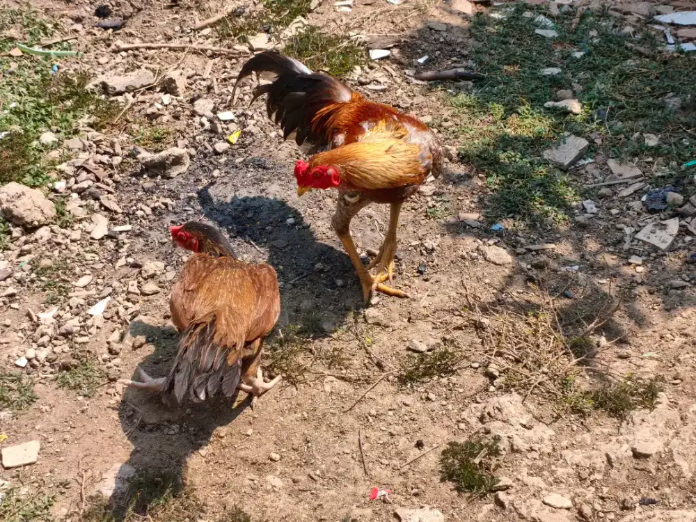 Ayam Kampung Sepasang dan Kandang