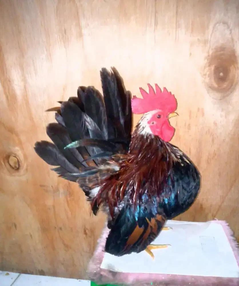 Ayam Serama Sepasang sdh nelor di Jagakarsa Jakarta Selatan