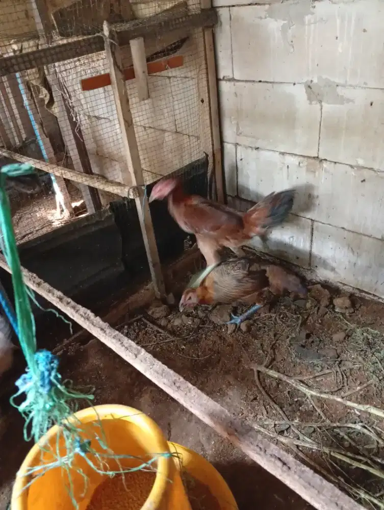 Jual ayam pelung cianjur