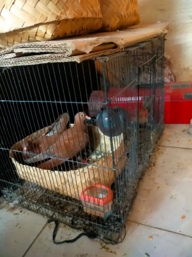 Burung dara 3ekor kandang besek