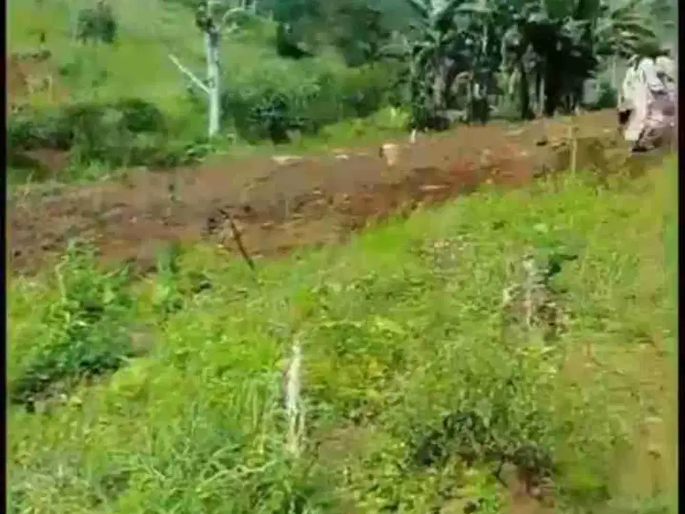 dijual tanah perkebunan ketahanan pangan