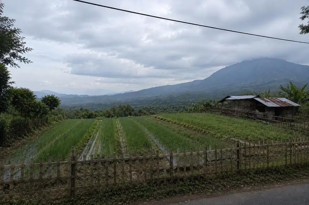 tanah 12 are kintamani pinggir jalan, untuk hotel, kafe, resto, airbnb