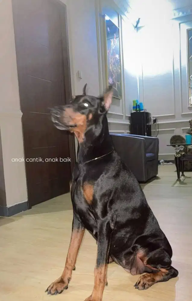Anjing doberman betina udah vaksin