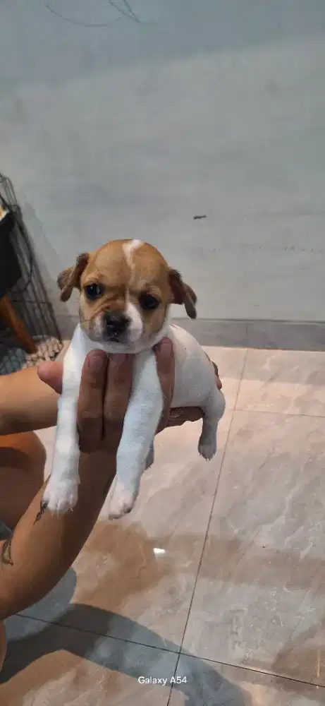 Anjing cihuahua original