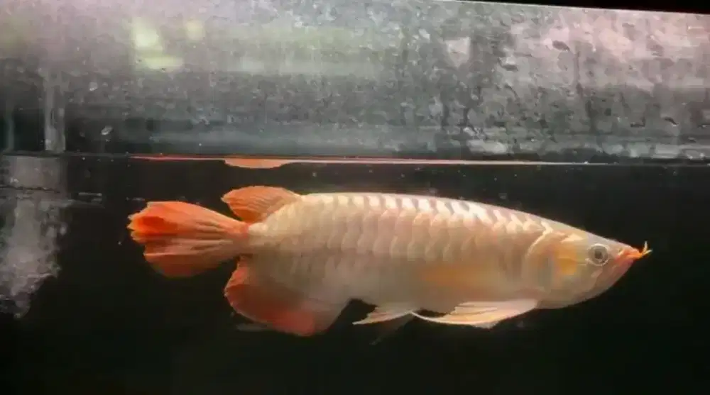 Ikan arwana super red
