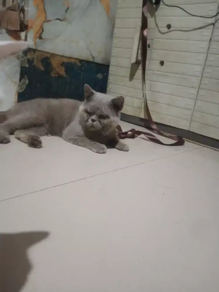 Di jual kucing BSH