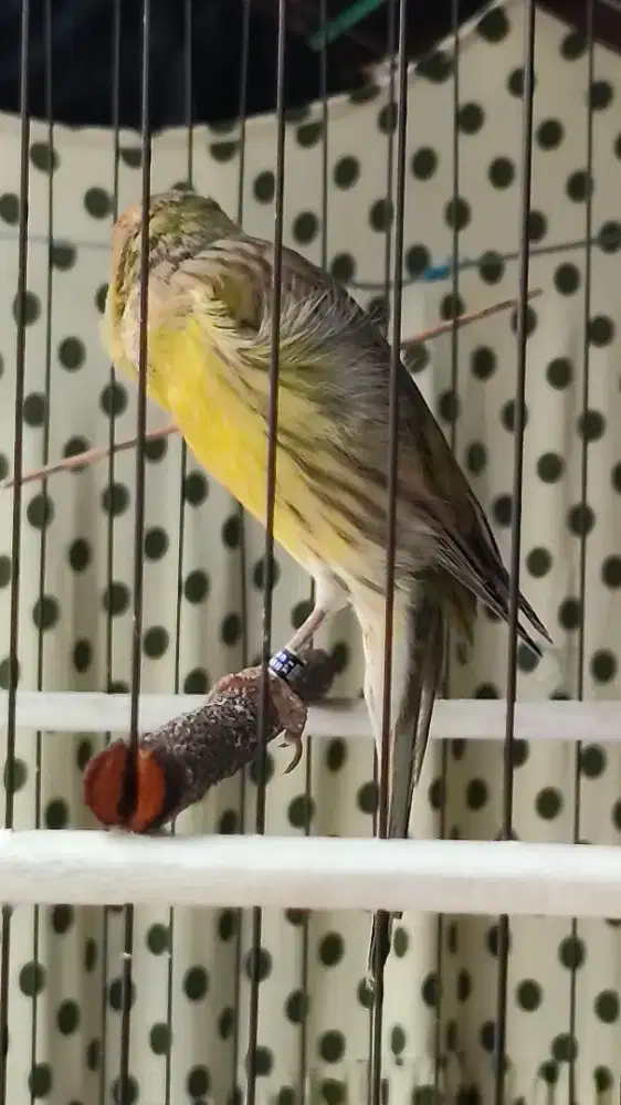 Kenari postur sfl