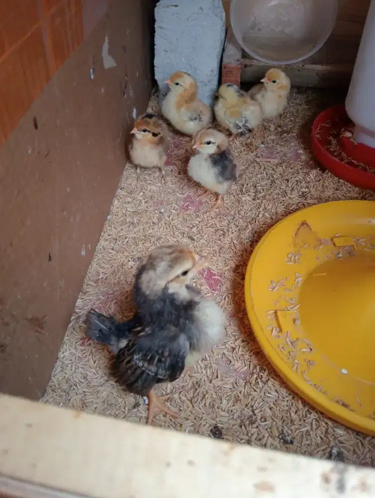 Anak ayam serama