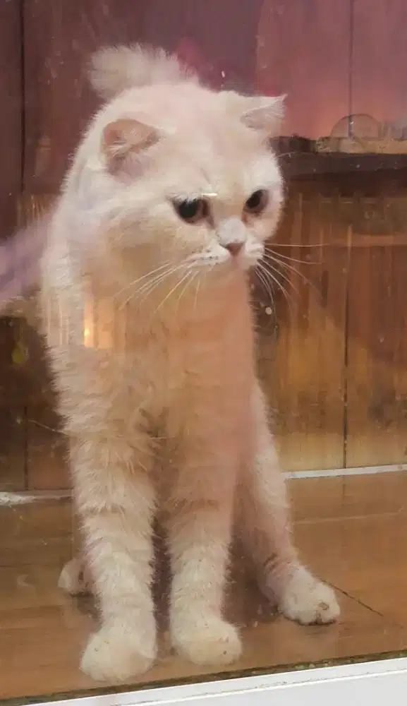 Kucing indukan sf single fold betina