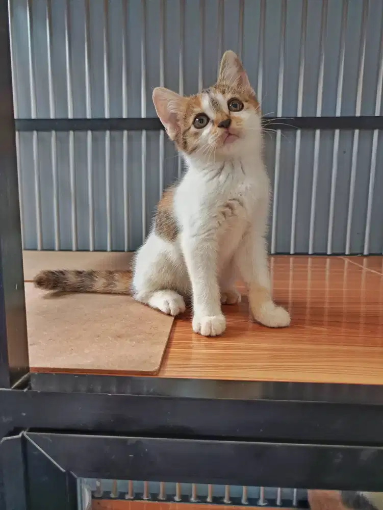 british shorthair bsh calico tabby umur 2 bulan line ped