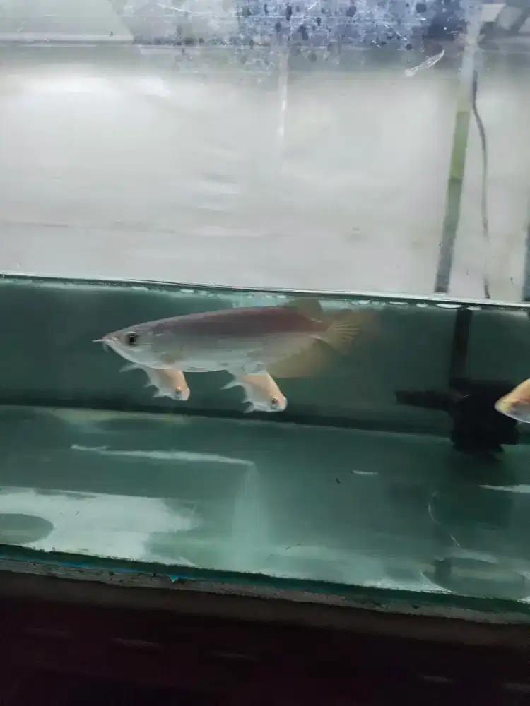 Ikan arwana super red