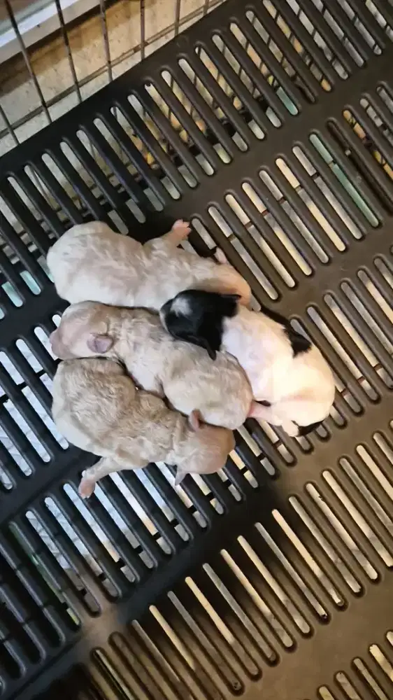 Jual Anjing Toy Poodle