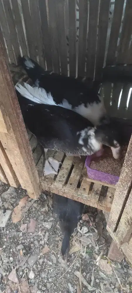 Kuyuk dua ekor masih mudaan
