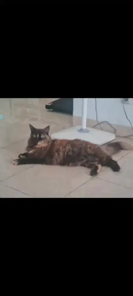pure maincoon betina sertifikat
