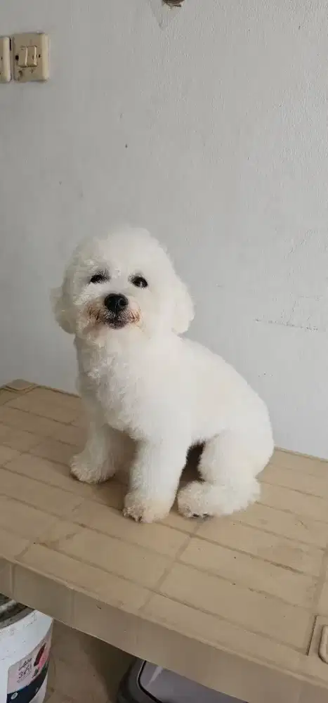Bichon Frise Jantan