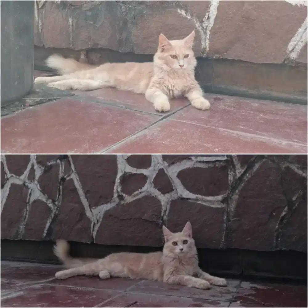 Maincoone Maincone Maincoon betina kucing