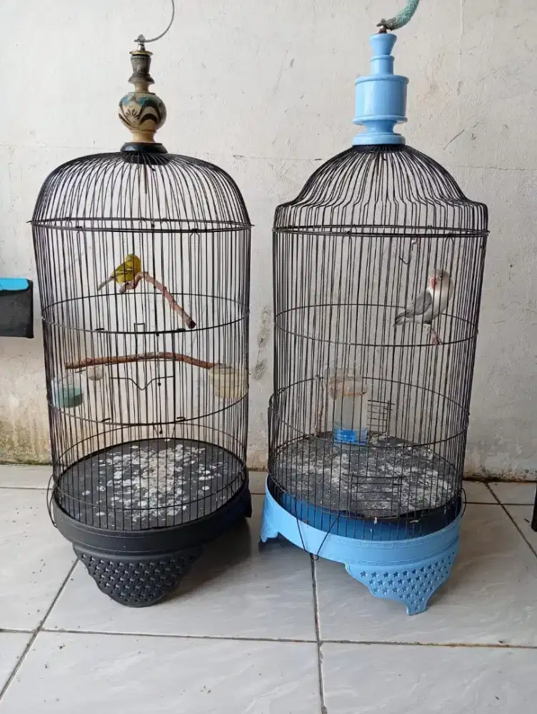Cipoh dan Red Siskin