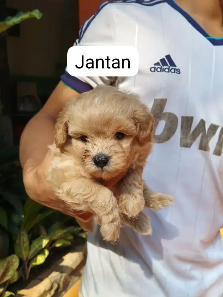 Anak anjing usia 2 bulan kurang