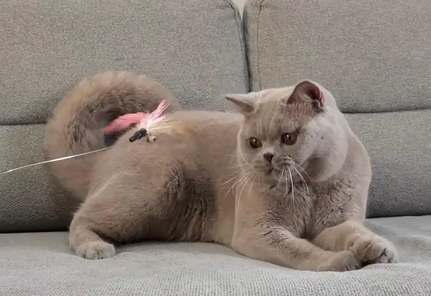 British shorthair