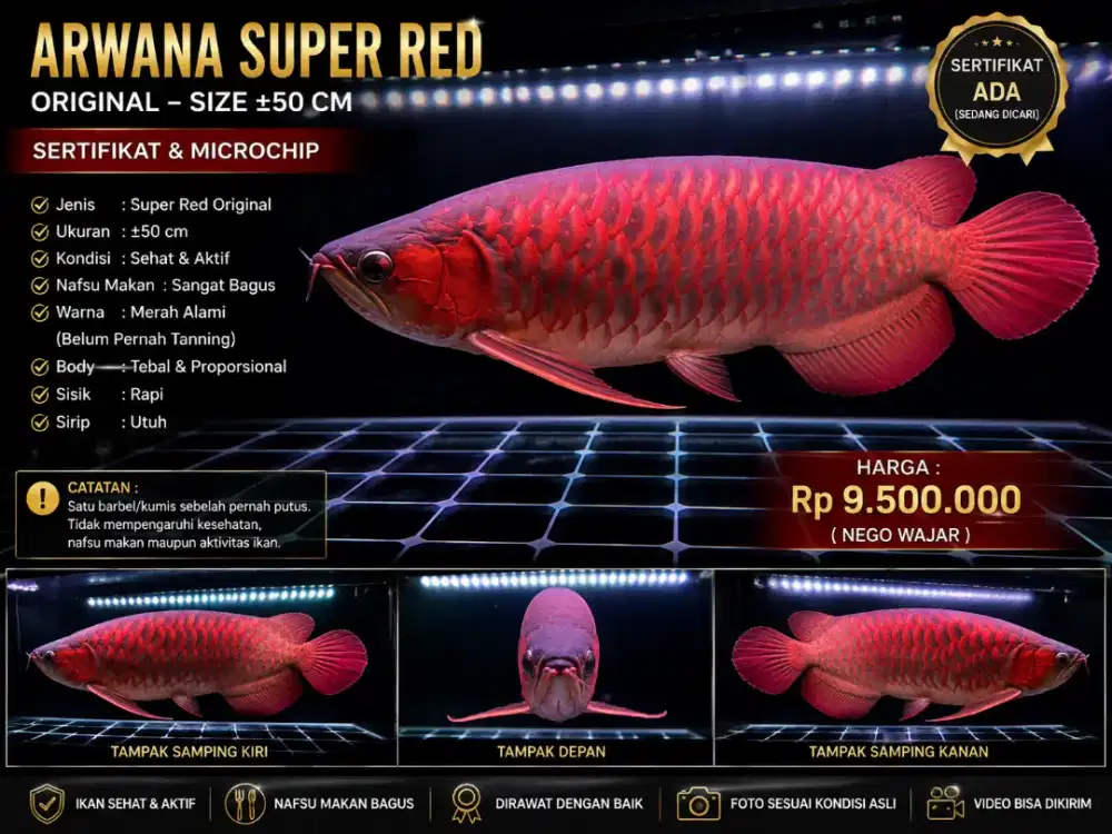 Arwana Super Red 50 cm – Warna Merah Pekat, Sehat & Aktif