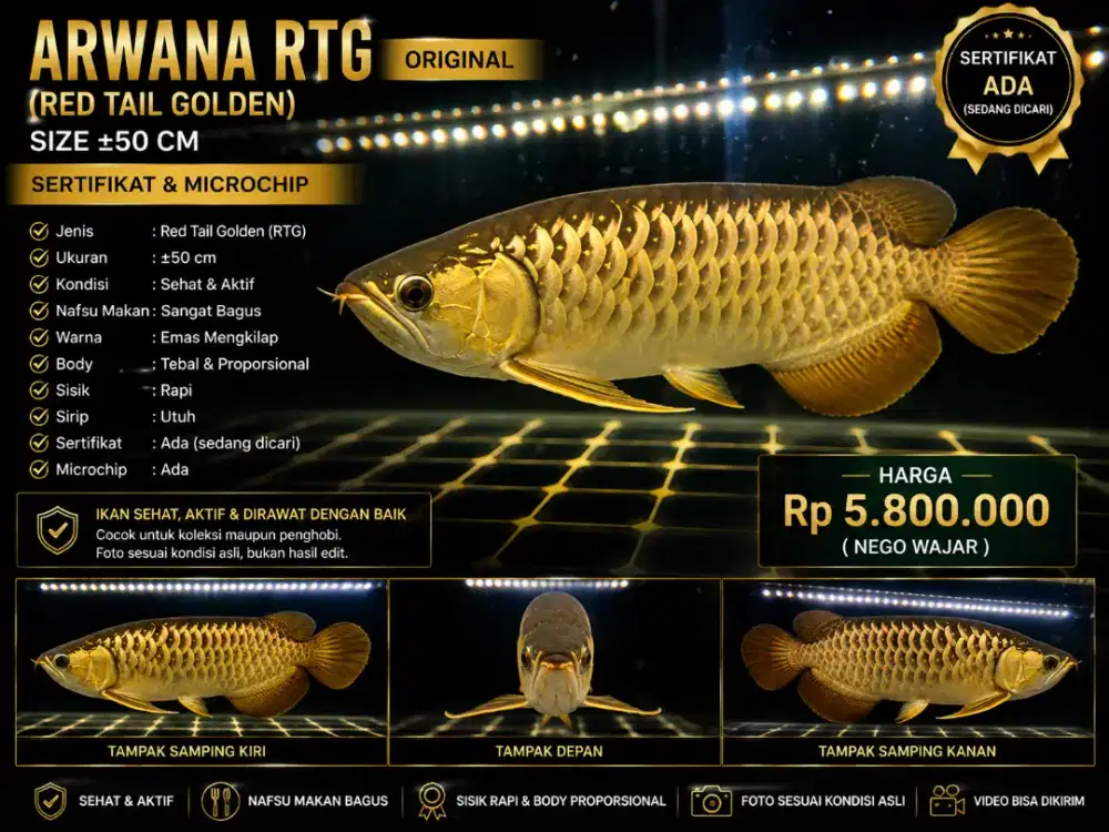 Arwana RTG (Red Tail Golden) 50cm - Sertifikat & Chip,Sehat,Body Bagus