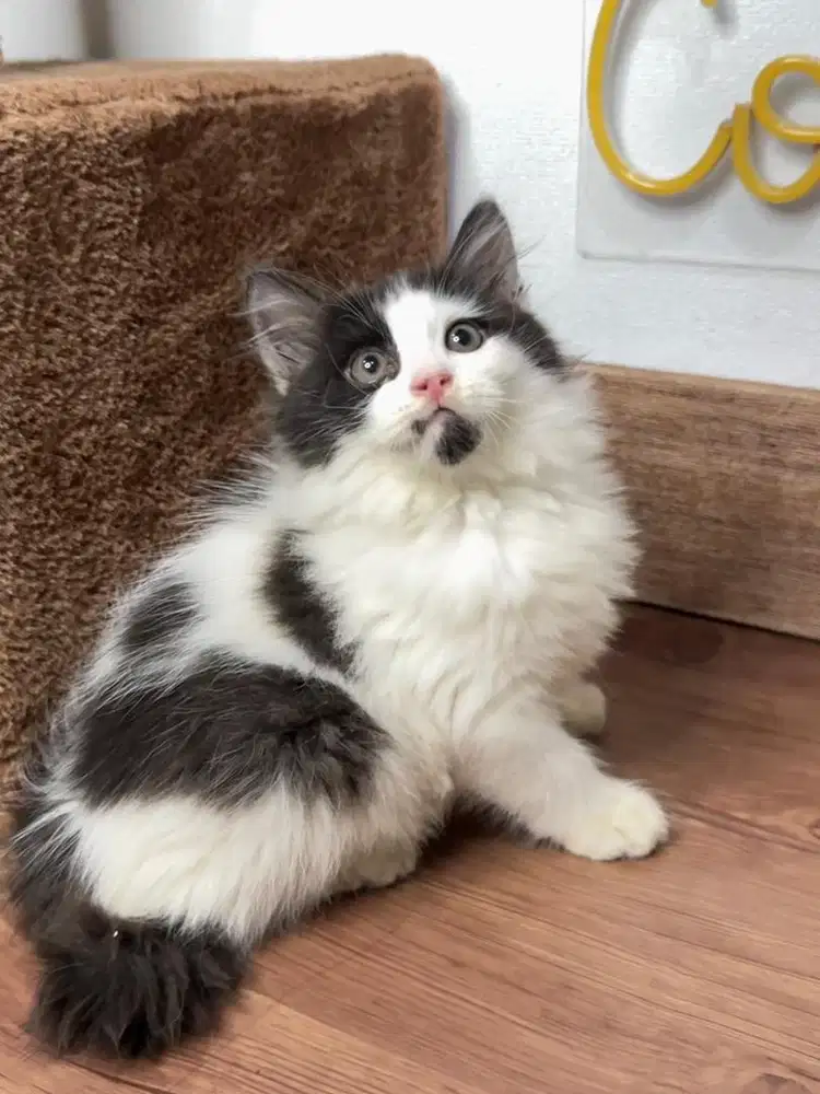 Kitten Kucing Persia