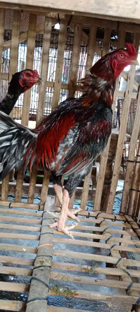 Ayam jago pejantan jenis pama