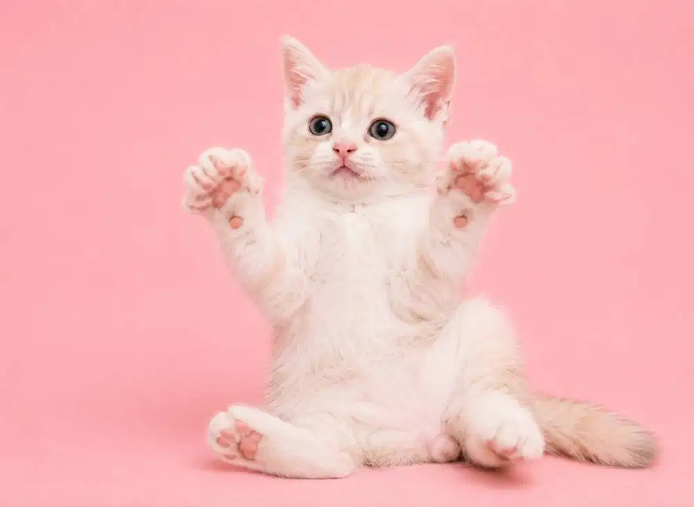 Dijual BSH Cream Tabby