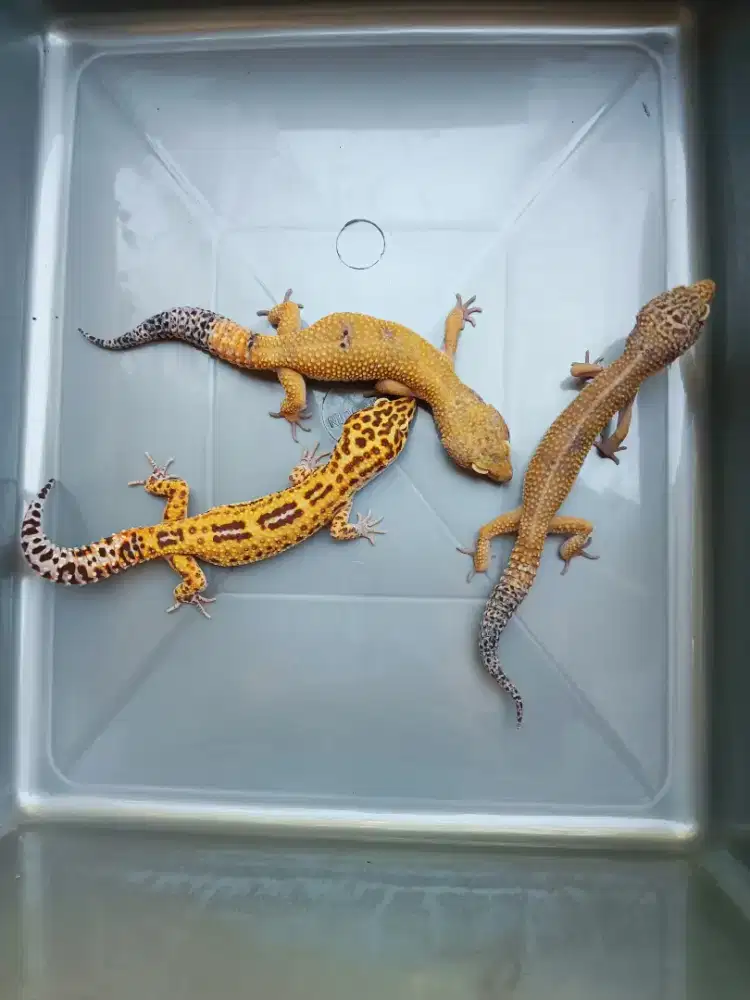 Leopard gecko 3ekor