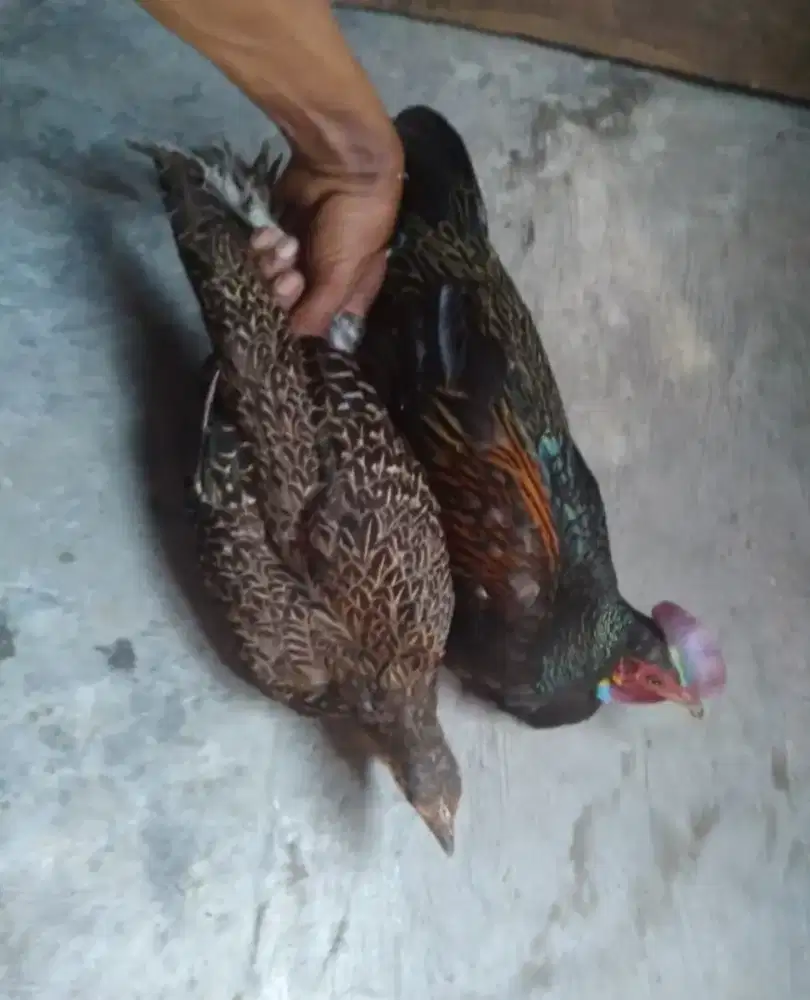 Ayam hutan hijau