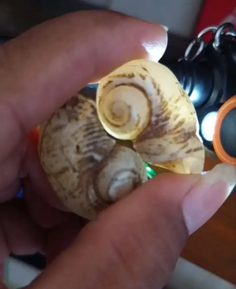Kol buntek satu pasang