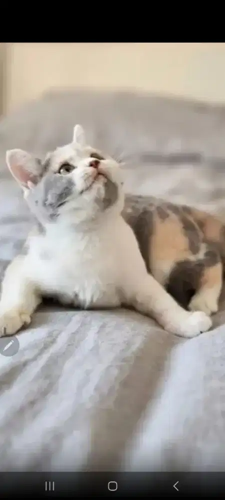 Kucing calico gembul