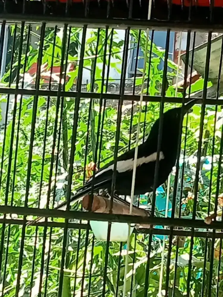 Kacer jawa mulus tt mangga