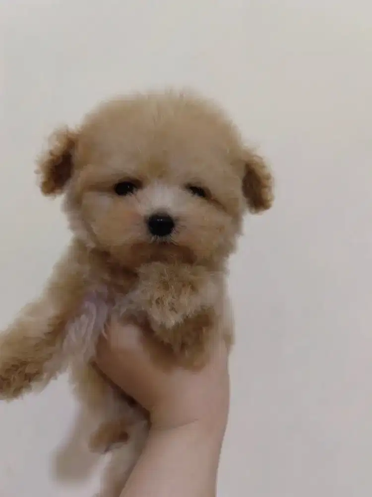 Teacup poodle super tiny poodle