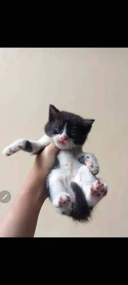 Kucing scottish straight kitten