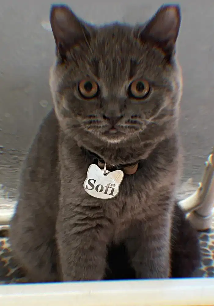 Kucing british shorthair bsh british short hair