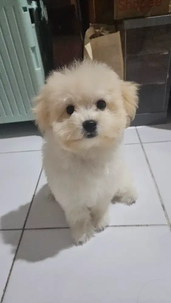 JUAL ANJING SHIHPOO