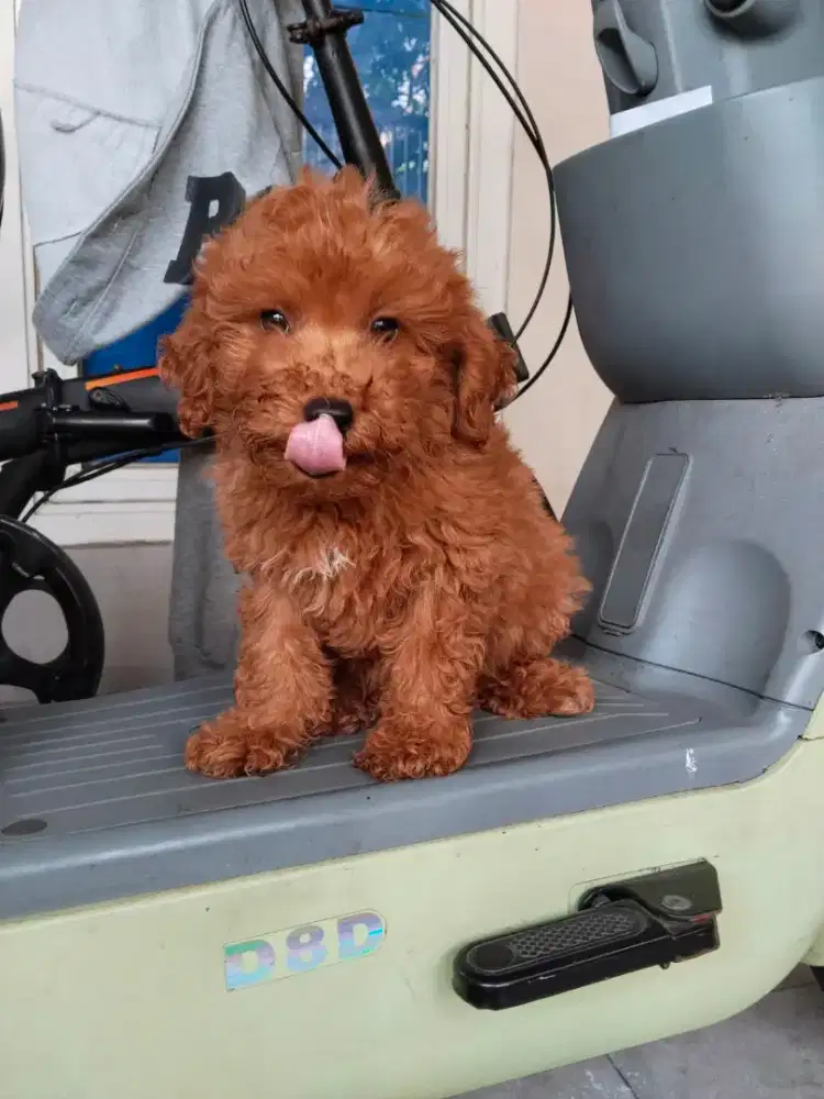 PURE POODLE JANTAN