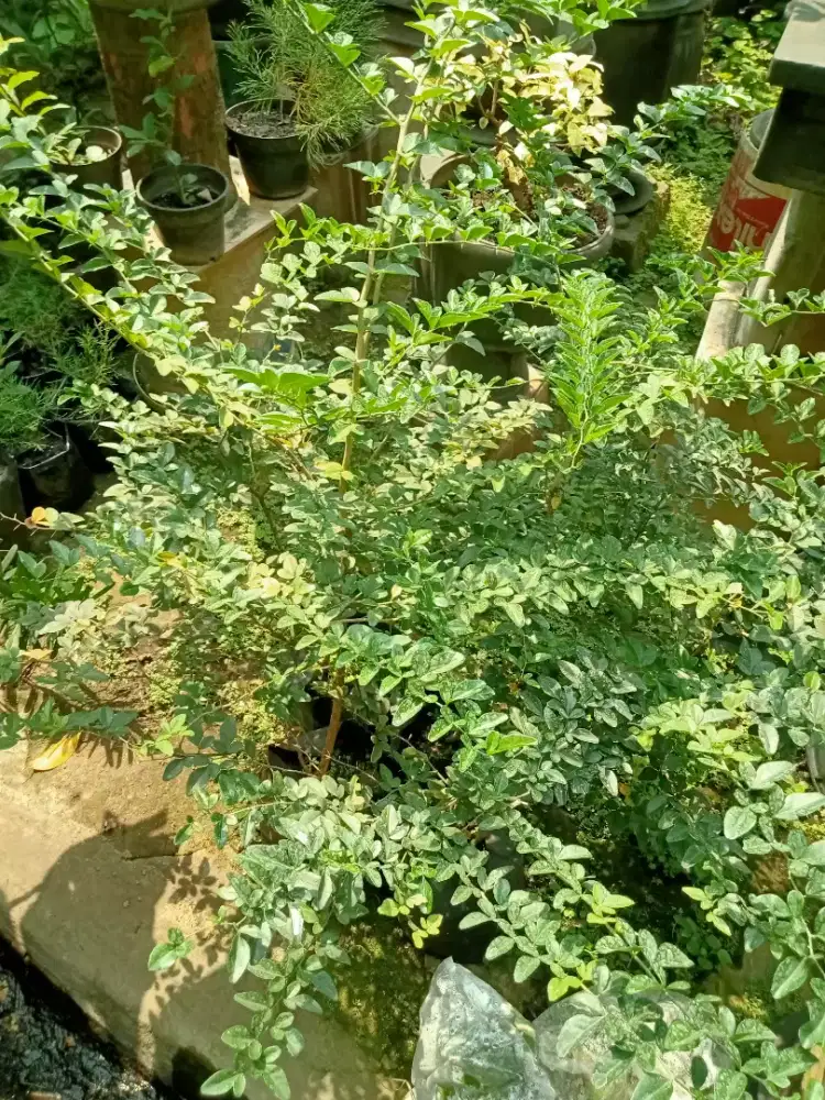 Bahan bonsai jeruk kingkit ok