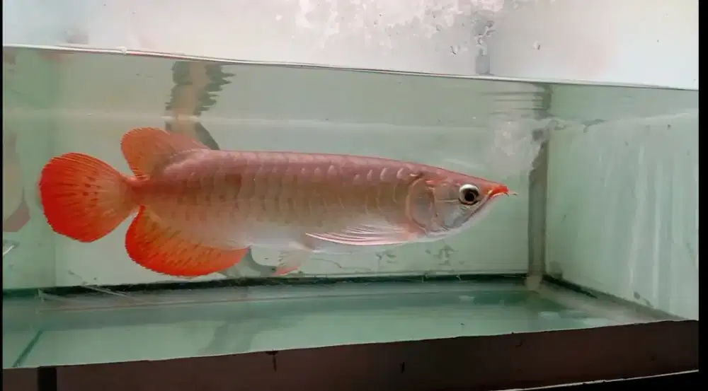 Arwana super red 26 cm