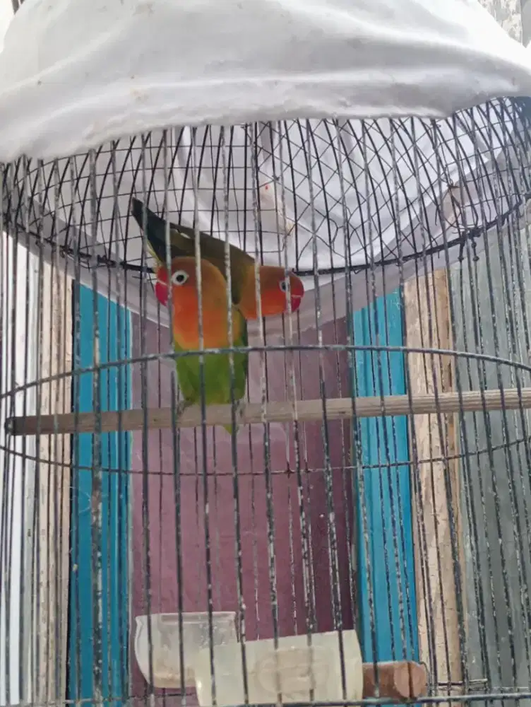 Anak Love bird paud