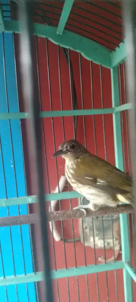 Jual burung siri siri