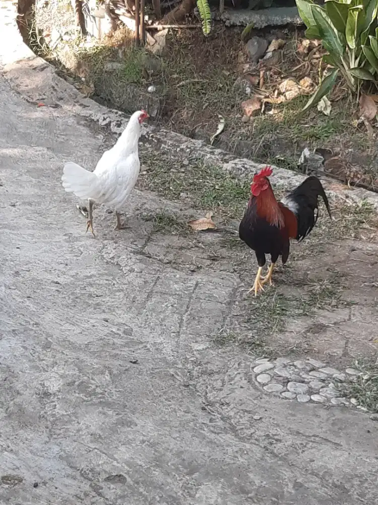 Ayam ketawa sepasang indukan