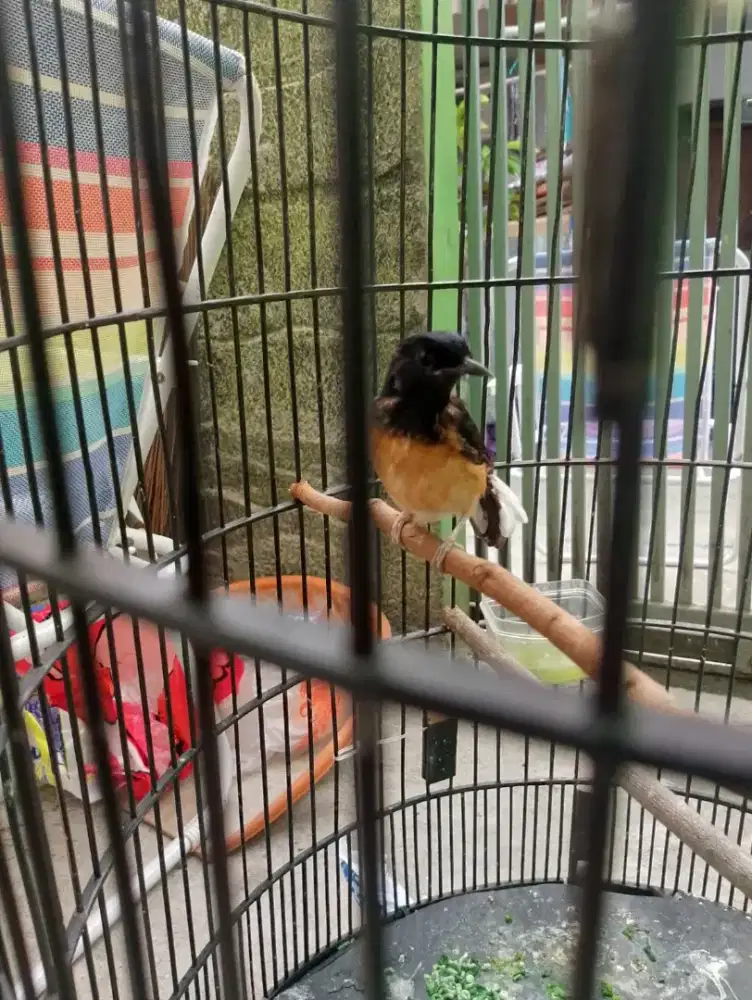 Murai trotol jantan mw mutasi