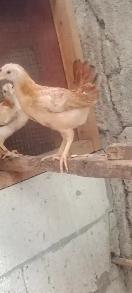 Ayam Kampung Elba