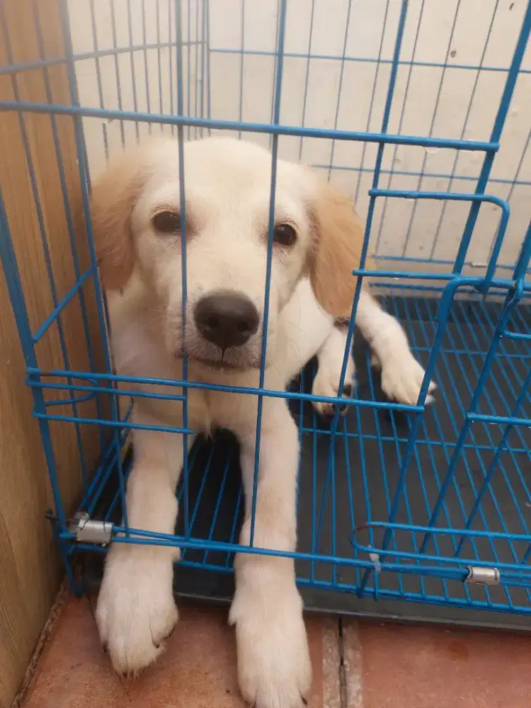 Anjing Golden Retriever Aktif & Sehat