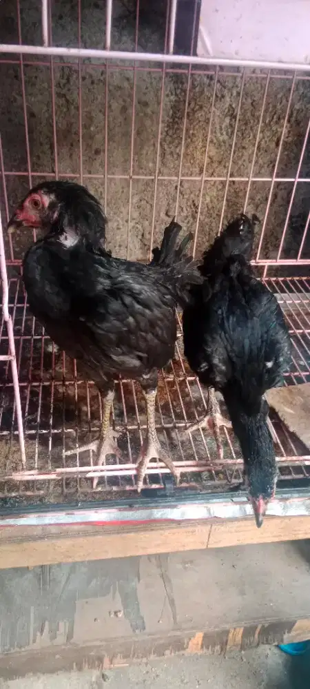 Ayam Betina Bangkok