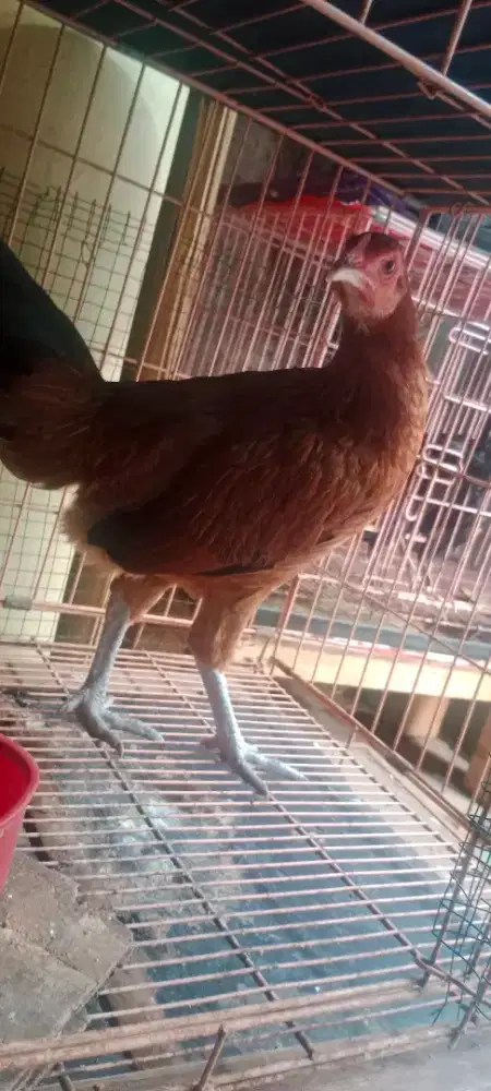 Ayam Kampung Betina